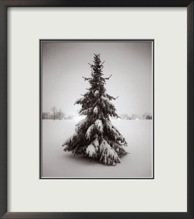Winter Spruce by B. Schwab Pricing Limited Edition Print image
