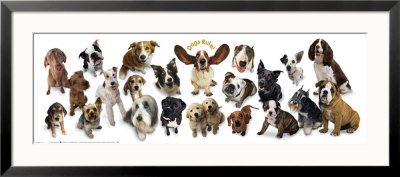 Dogs Rule by Anthony Matos Pricing Limited Edition Print image