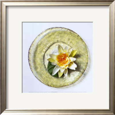 Lotus Flower by Cora Buttenbender Pricing Limited Edition Print image