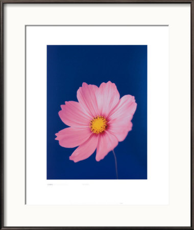 Cosmos Mauve On Reflex Blue by Masao Ota Pricing Limited Edition Print image