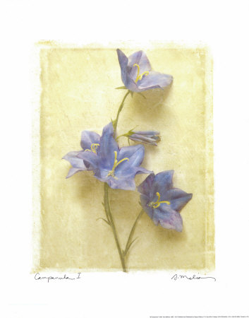 Campanula I by Amy Melious Pricing Limited Edition Print image
