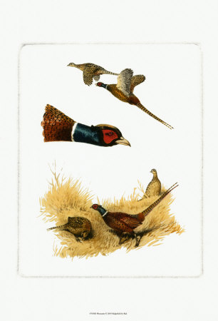 Pheasants by Rial Pricing Limited Edition Print image