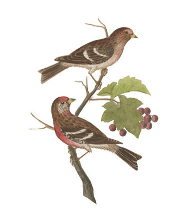 Antique Bird Pair Ii by James Bolton Pricing Limited Edition Print image