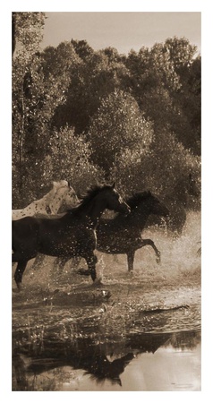 Horse Crossing I by Robert Dawson Pricing Limited Edition Print image