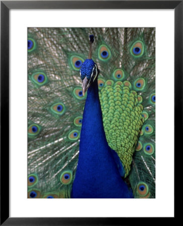 Peacock Showing Off by Larry Lipsky Pricing Limited Edition Print image
