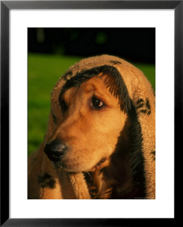 Sad Eyed Dog Under Blanket by Fogstock Llc Pricing Limited Edition Print image