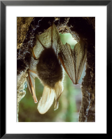 Common Long-Eared Bat, Hanging Upside-Down by David Boag Pricing Limited Edition Print image