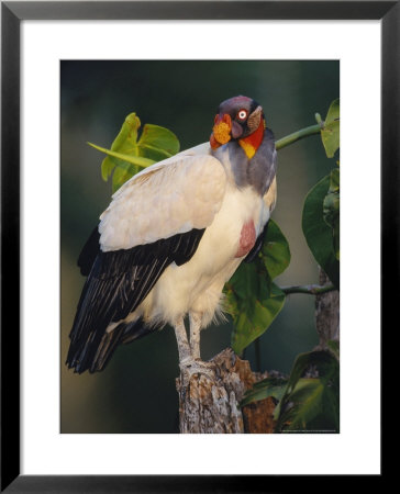 King Vulture, With Full Crop, Tambopata River, Peruvian Amazon by Mark Jones Pricing Limited Edition Print image