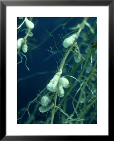 Clover, Trifolium Species With Root Nodules Of Rhizobium Species by Oxford Scientific Pricing Limited Edition Print image