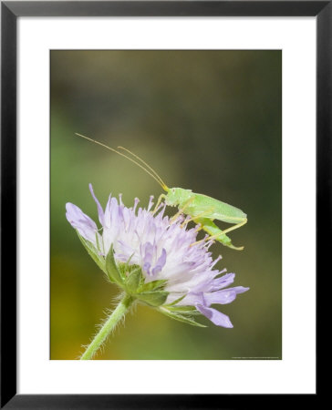 Oak Bush Cricket, Adult On Cornflower Head, Uk by Mike Powles Pricing Limited Edition Print image