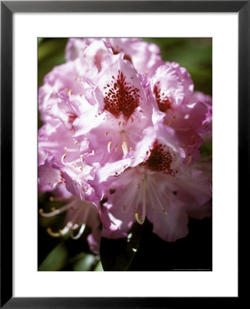 Rhododendron (Blue Peter) Close-Up Of Pink Flower Head by Pernilla Bergdahl Pricing Limited Edition Print image