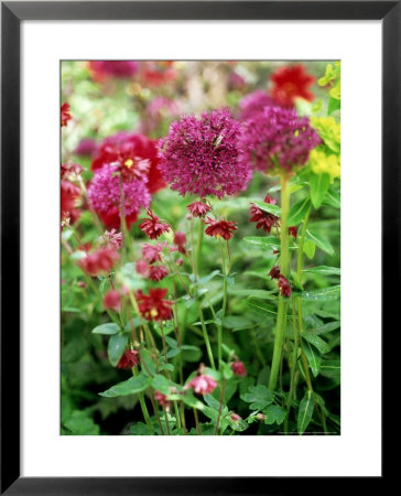 Allium (Ornamental Onion) by Pernilla Bergdahl Pricing Limited Edition Print image