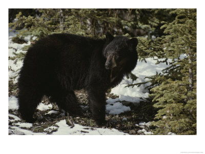 A Black Bear Takes A Look Around by Michael S. Quinton Pricing Limited Edition Print image