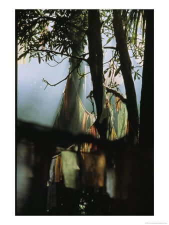 Buddhist Prayer Flags Hang In The Trees In Darjeeling by Ed George Pricing Limited Edition Print image