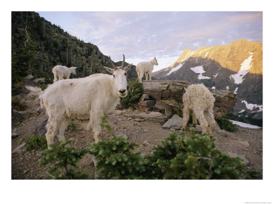 Mountain Goats Near Sperry Chalet, Glacier National Park, Montana by Skip Brown Pricing Limited Edition Print image