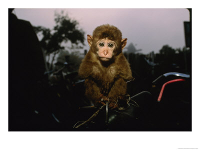 A Young Pet Monkey Sits For His Portrait by Steve Winter Pricing Limited Edition Print image