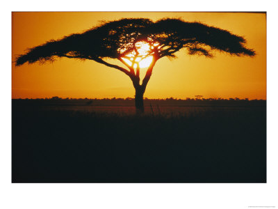 Sunset And Trees, Serengeti Plains, Tanzania by Skip Brown Pricing Limited Edition Print image