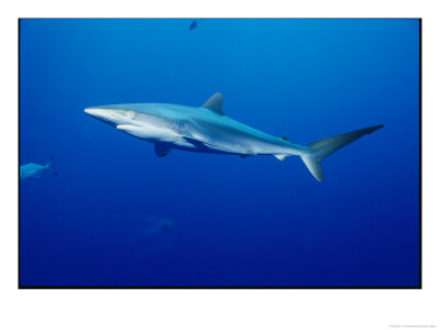 A Silky Shark by Brian J. Skerry Pricing Limited Edition Print image