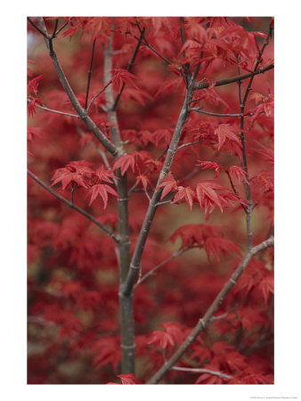 Japanese Maple Trees (Acer Palmatum) by Darlyne A. Murawski Pricing Limited Edition Print image