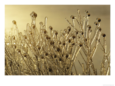Plants Encased In Ice by Sam Abell Pricing Limited Edition Print image