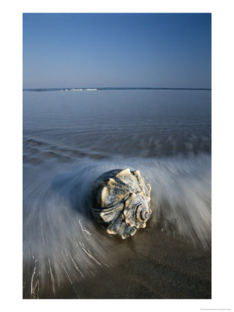A Conch Shell Washed Up On Shore by George Grall Pricing Limited Edition Print image