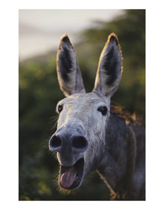 Close View Of A Braying Donkey by Jodi Cobb Pricing Limited Edition Print image