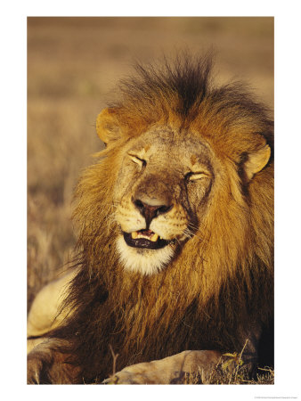 Male African Lion Dozing In The Sun by Norbert Rosing Pricing Limited Edition Print image