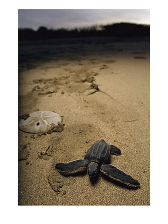 Baby Leatherback Turtle On Beach Near Sand Dollar by Steve Winter Pricing Limited Edition Print image