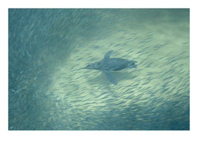 A Galapagos Penguin Swims Amidst A Swirling School Of Fish by Steve Winter Pricing Limited Edition Print image