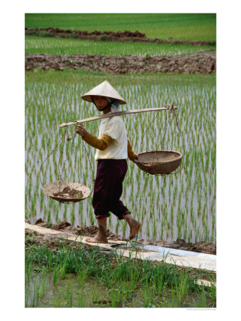 Farm Worker In Rice Paddy, Vietnam by Craig Pershouse Pricing Limited Edition Print image