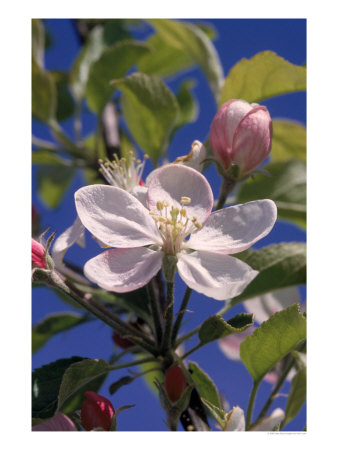 Apple Blossom by John Luke Pricing Limited Edition Print image