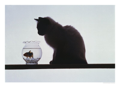 Cat Looking At Fish In Fishbowl by Ewing Galloway Pricing Limited Edition Print image