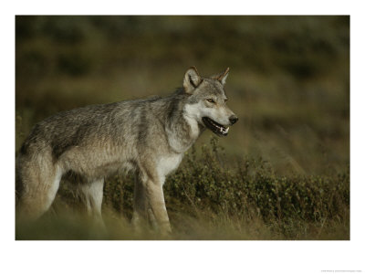 Portrait Of A Wolf by Michael S. Quinton Pricing Limited Edition Print image