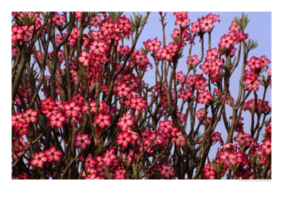 The Dry Country Flower, Impala Lily Scrub, Mole National Park, Northern, Ghana by Ariadne Van Zandbergen Pricing Limited Edition Print image