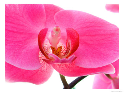 Orchids At Spring Garden Show, Fl by Pat Canova Pricing Limited Edition Print image