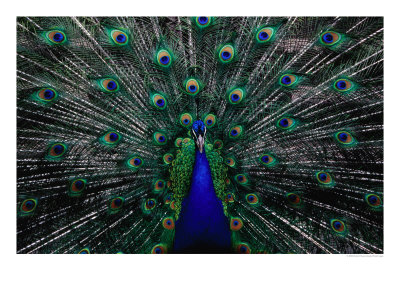 Peacock In Full Display, Quito, Pichincha, Ecuador, by Richard I'anson Pricing Limited Edition Print image