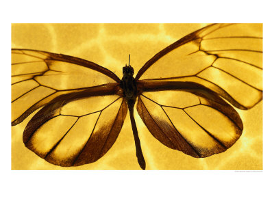 Butterfly Native To Solomon Islands by Catrina Genovese Pricing Limited Edition Print image