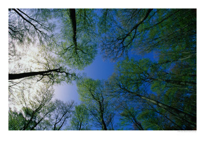 Deciduous Forest In Spring,, Sweden by Anders Blomqvist Pricing Limited Edition Print image