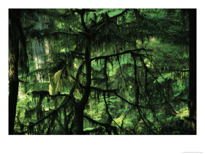Evergreen Trees In A Dense Wood by Joel Sartore Pricing Limited Edition Print image
