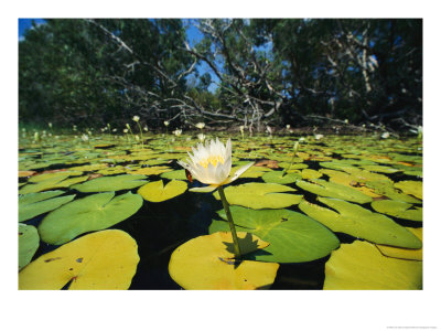 Water Lilies, Jardine River, Cape York Peninsula, Australia by Joe Stancampiano Pricing Limited Edition Print image