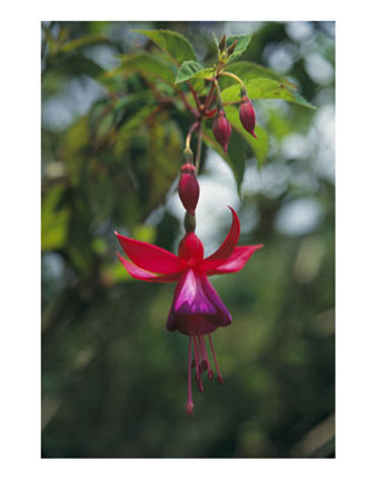 A Beautiful Red And Purple Hanging Flower Blossom by David Evans Pricing Limited Edition Print image