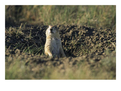 A Black-Tailed Prairie Dog Peers Over The Entrance To Its Burrow by Raymond Gehman Pricing Limited Edition Print image