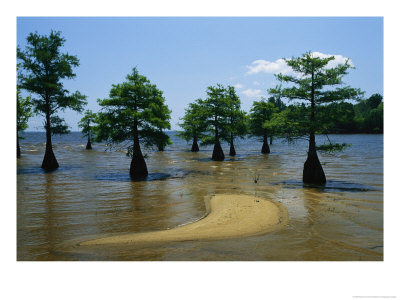 A Stand Of Cypress Trees On A Coastal Plain by Raymond Gehman Pricing Limited Edition Print image