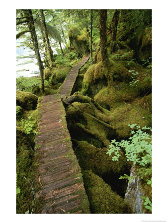 Trail To Punchbowl Cove, Misty Fiords National Monument by Michael Melford Pricing Limited Edition Print image