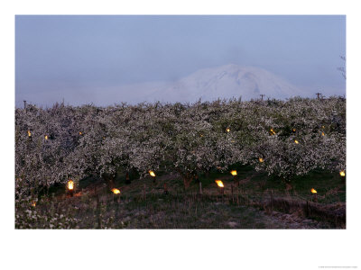 A Fruit Orchard With Smudge Fires At Twilight by Sisse Brimberg Pricing Limited Edition Print image