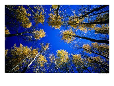 Looking Up At Aspen Grove, Telluride, Usa by Woods Wheatcroft Pricing Limited Edition Print image