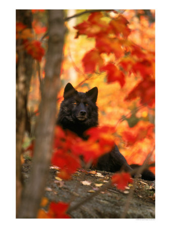 Black Timber Wolf Behind Autumn Foliage by Don Grall Pricing Limited Edition Print image