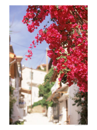 Red Flowers, Epirus, Greece by Walter Bibikow Pricing Limited Edition Print image