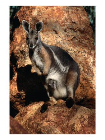 Yellow Footed Rock-Wallaby (Petrogale Xanthopus), Idalia National Park, Queensland, Australia by Mitch Reardon Pricing Limited Edition Print image