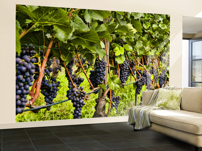 Close Up Of Grapes At Hofkellerei Winery, Liechtenstein by Bill Bachmann Pricing Limited Edition Print image